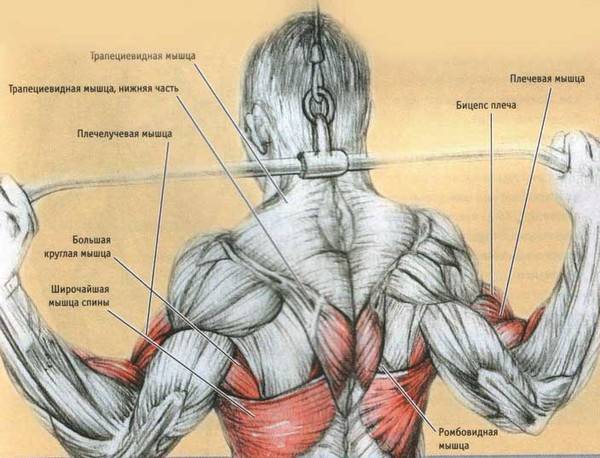 Как накачать ромбовидные мышцы спины