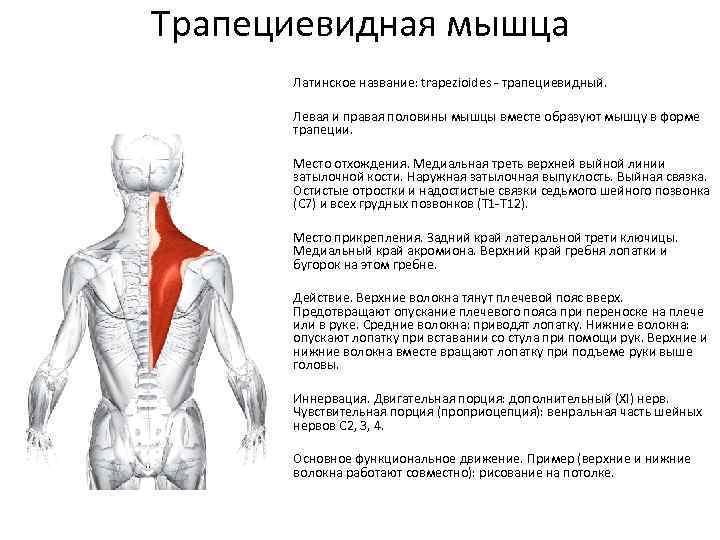 Анатомия трапециевидной мышцы человека – информация: