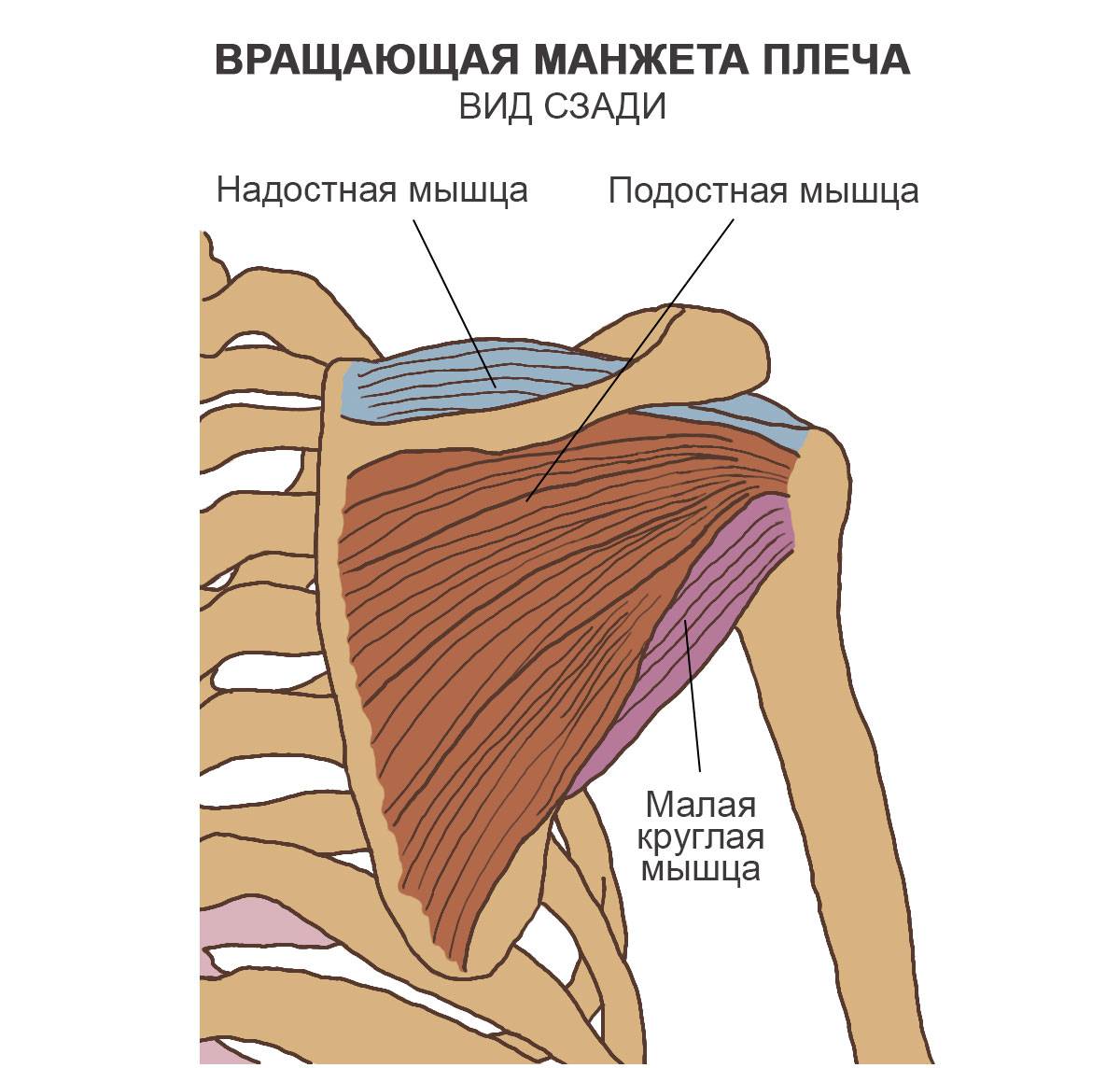 Мышцы плечевого пояса: анатомия, строение и упражнения