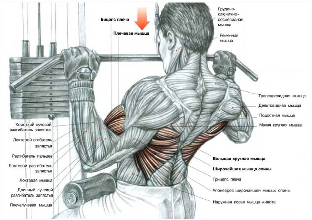 Тяга Рейдера – уникальное упражнение для увеличения грудной клетки