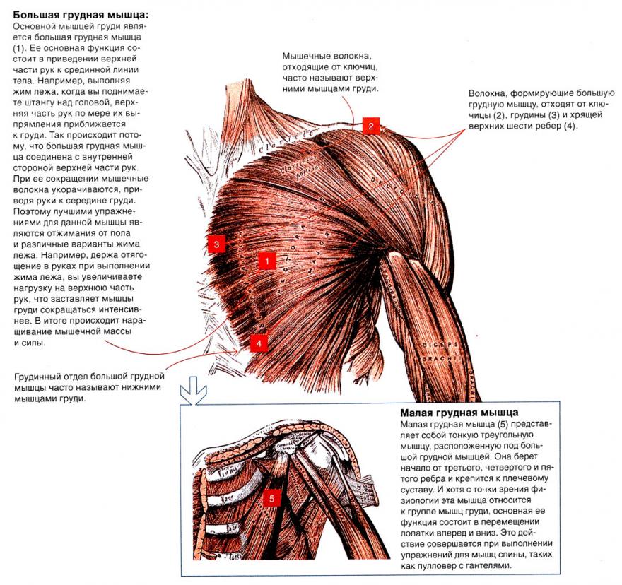 Мышцы груди схема