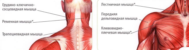Мышцы шеи: анатомия, как укрепить и накачать шейный отдел