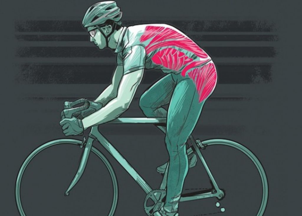 Польза катания на велосипеде для здоровья и похудения: какие мышцы задействованы