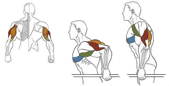 Брусья: какие мышцы качаются во время тренировок?