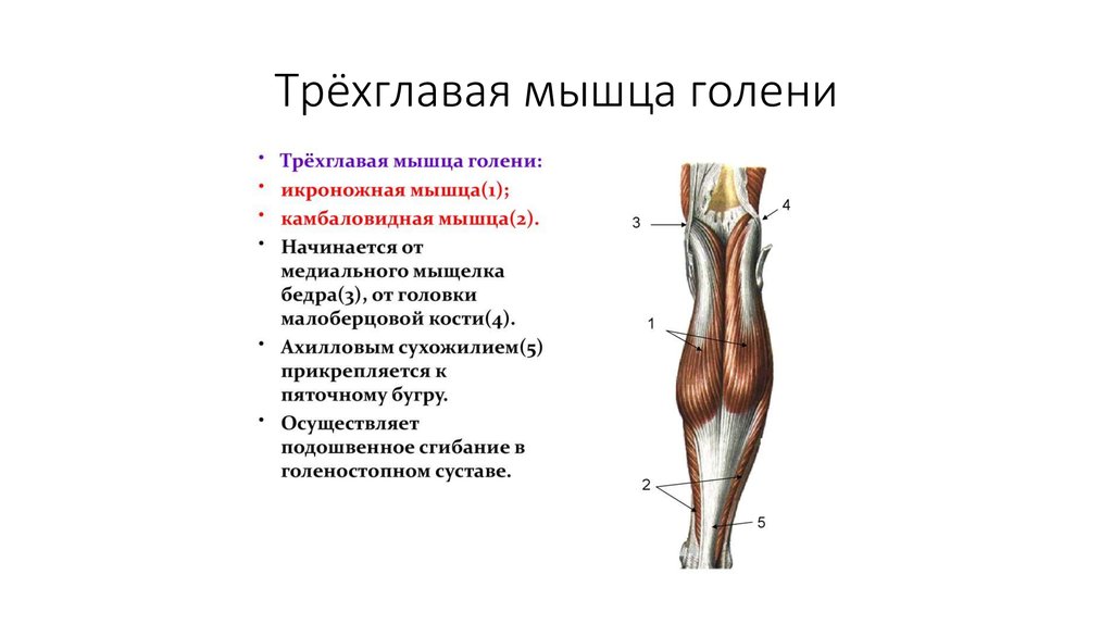 Анатомия мышц голени человека – информация:
