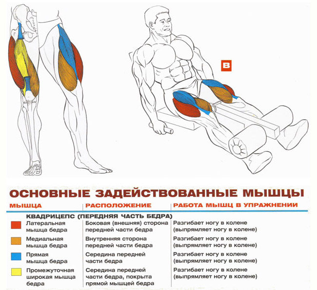 Разгибание ног в тренажёре: обзор техники выполнения и полезные советы начинающим | rulebody.ru — правила тела