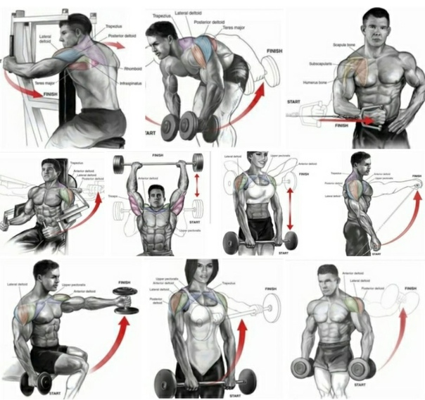 Лучшие упражнения для тренировки дельтовидных мышц