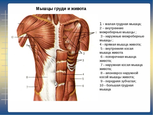 Анатомия грудной клетки человека – информация: