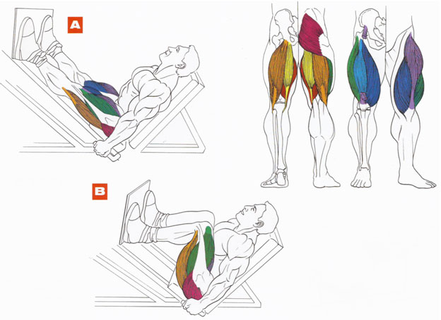 Упражнения для задней части бицепса бедра, лучшие упражнения, чтобы прокачать поверхность мышц ног