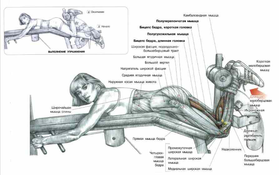 Сгибания ног лежа на животе в тренажере: техника выполнения упражнения, ключевые моменты и примечания