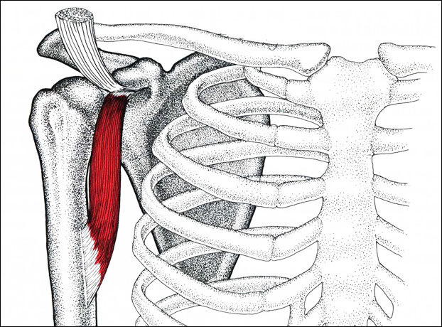 Клювовидно-плечевая мышца: расположение, функции и лучшие упражнения
