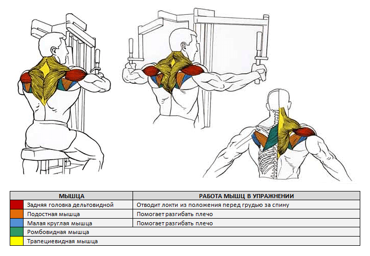 Тренажер пек дек (бабочка, peck-deck): виды и правильная техника упражнений на сведение рук
