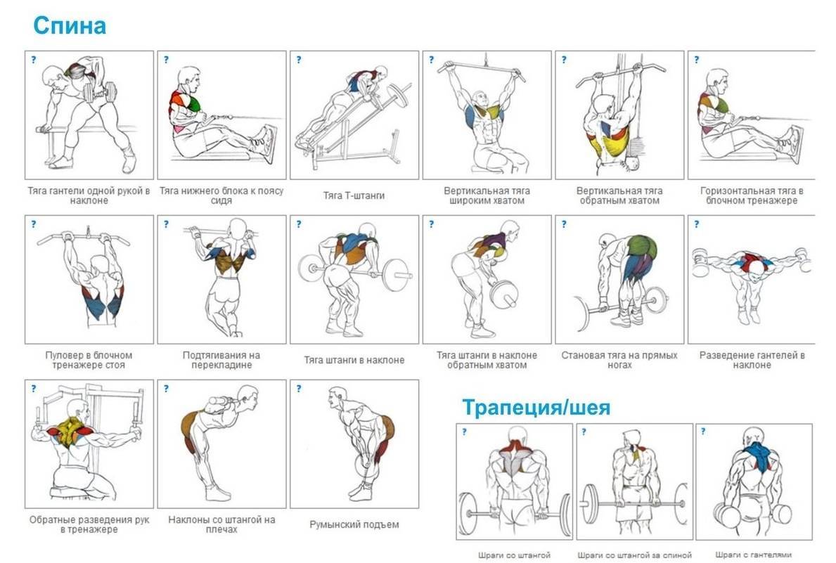 Лучшие тренажеры для спины в тренажерном зале: виды и техника упражнений