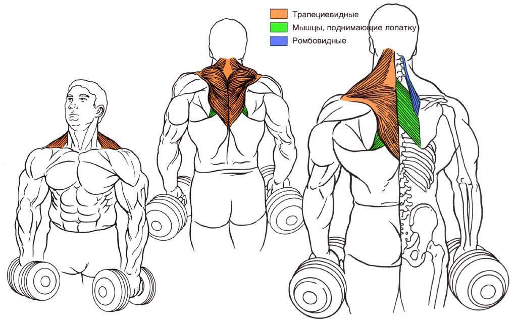 Хорошее упражнение для прокачки верха спины - шраги со штангой :: syl.ru