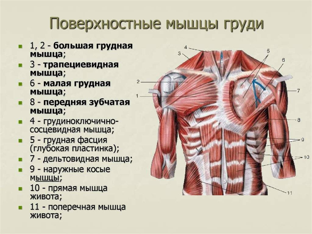 Мышцы груди [1989 липченко в.я., самусев р.п.
