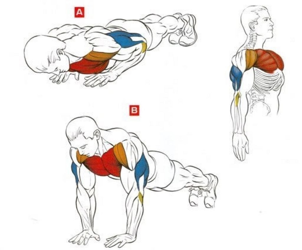 Мышечная масса. как накачать мышцы?