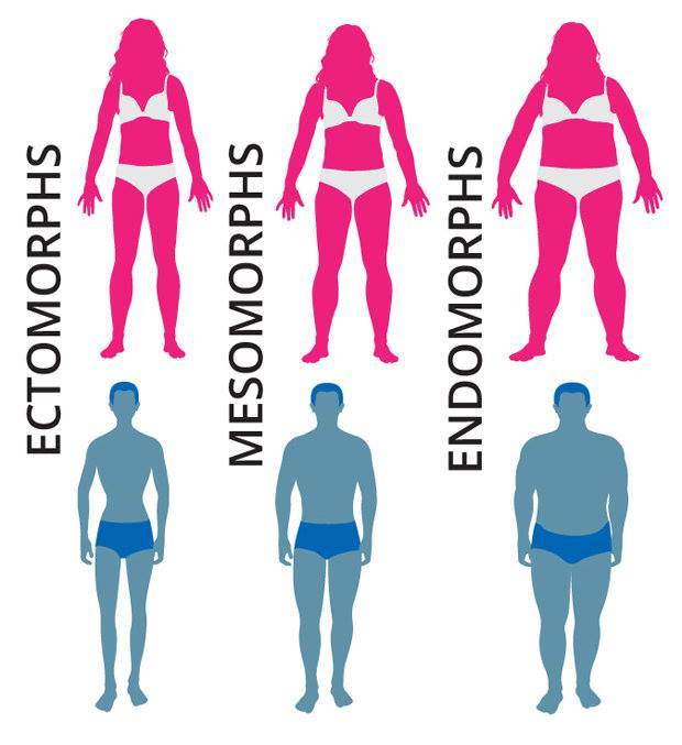 Эндоморф: программа тренировок и особенности питания эктоморфного типа