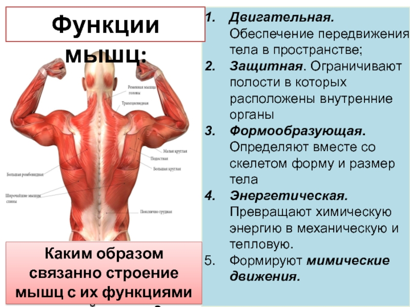 Сколько мышц у человека и какая из них самая сильная, длинная и большая | tvercult.ru