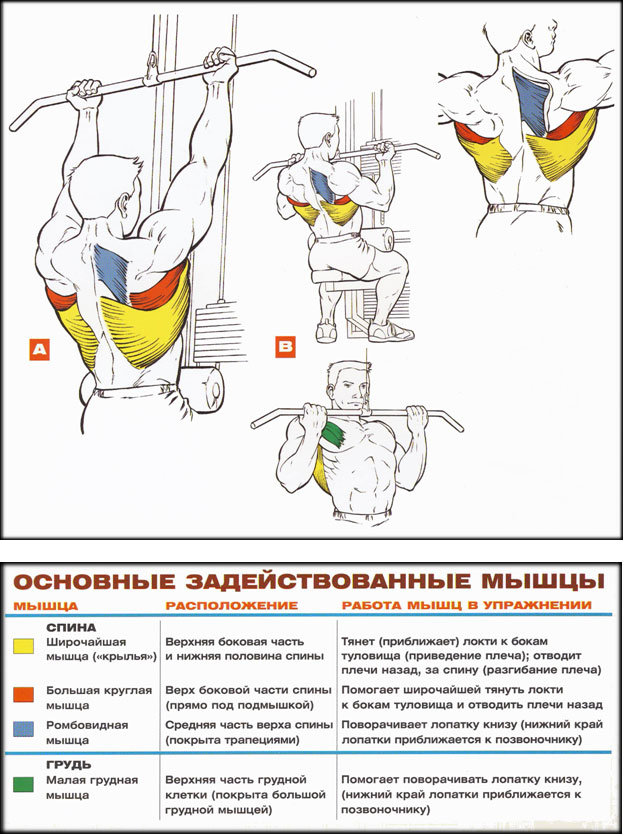 Упражнения на спину в зале — программа тренировок со штангой и гантелями