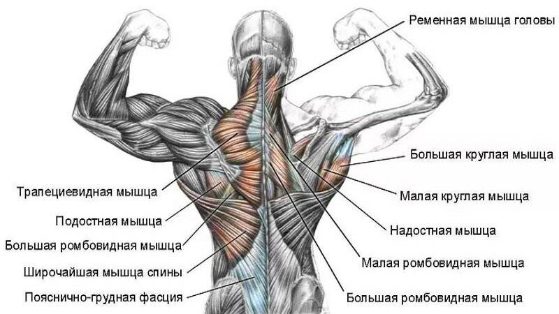 Мышцы разгибатели спины: анатомия и лучшие упражнения