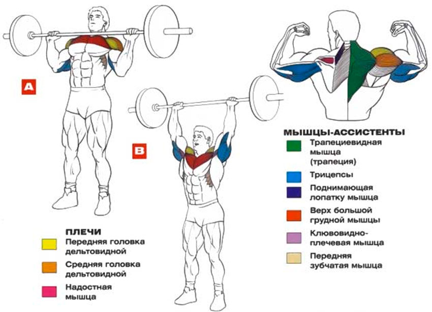 Становая тяга: характеристика упражнения и официальные нормативы | rulebody.ru — правила тела