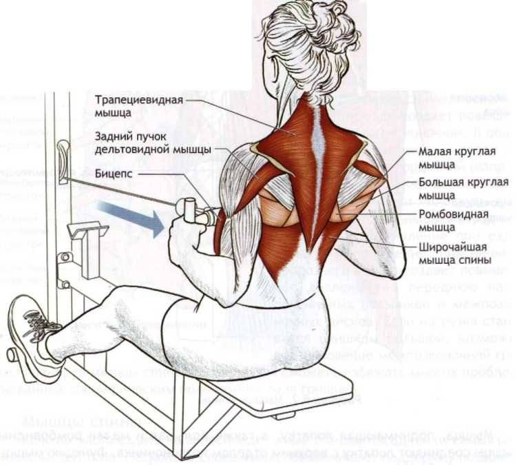 Большая и малая ромбовидные мышцы спины - где находятся и топ 3 упражнения