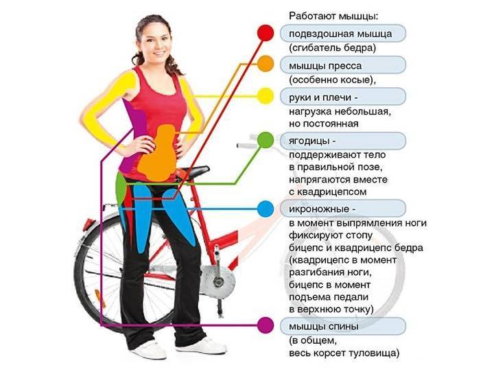 Велотренажер: какой лучше выбрать для дома, как правильно заниматься и какие мышцы работают