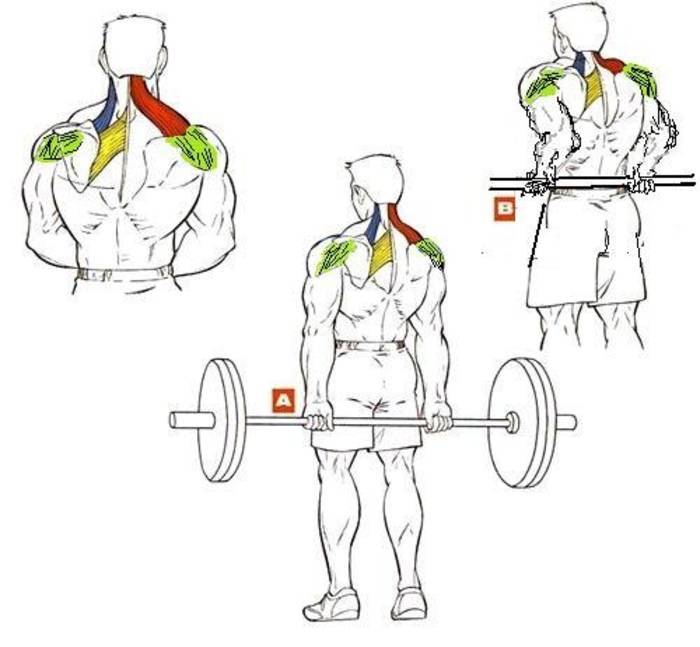Упражнения на плечи: как накачать дельты с помощью эффективных техник на все пучки дельтовидных мышц