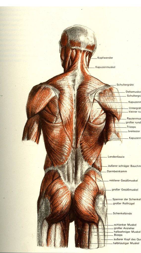 Большая ягодичная мышца: анатомия, функции и упражнения