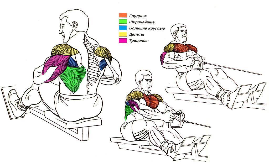 Тяга горизонтального блока к груди - какие мышцы задействованы в упражнении