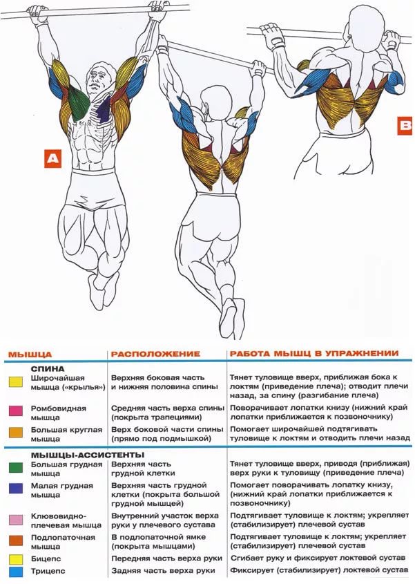 Тренировка бицепса: варианты подтягиваний на турнике | rulebody.ru — правила тела