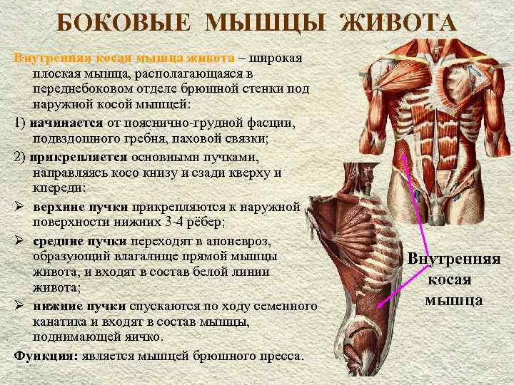 Мышцы живота. атлас: анатомия и физиология человека. полное практическое пособие