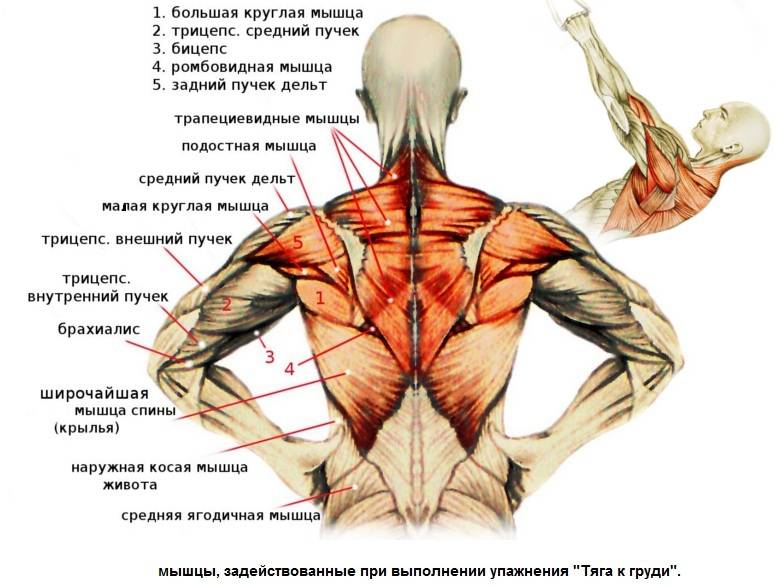Большая и малая круглые мышцы спины: функции и лучшие упражнения