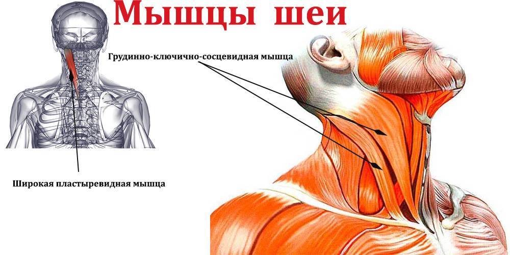 7 упражнений для шеи, чтобы ликвидировать морщины, провисания и второй подбородок :: polismed.com