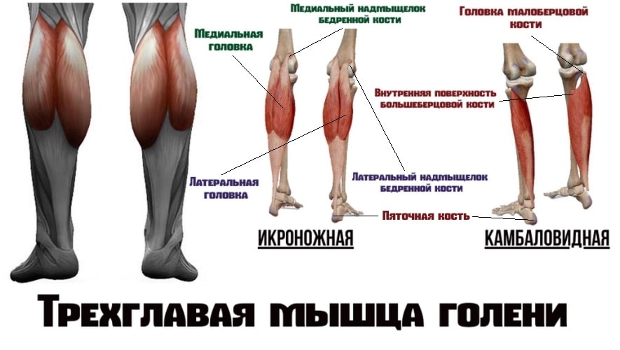 Мышцы голени: анатомия и топ 4 упражнения для передней, латеральной и задней группы