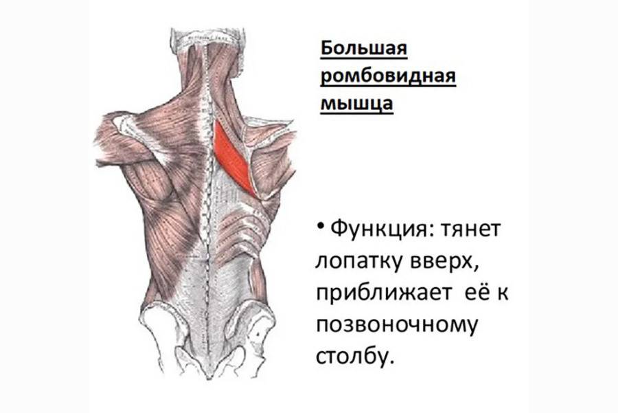 Ромбовидная мышца человека | анатомия ромбовидной мышцы, строение, функции, картинки на eurolab