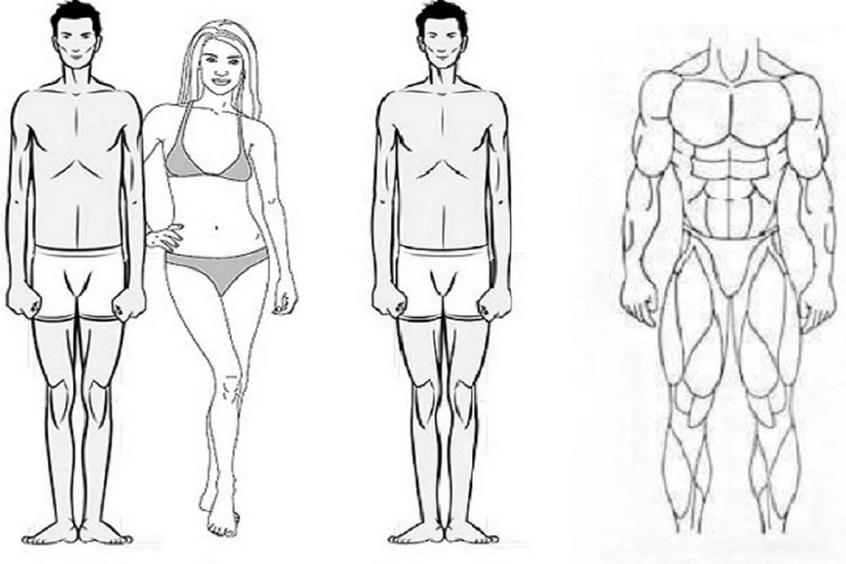Как определить тип телосложения?