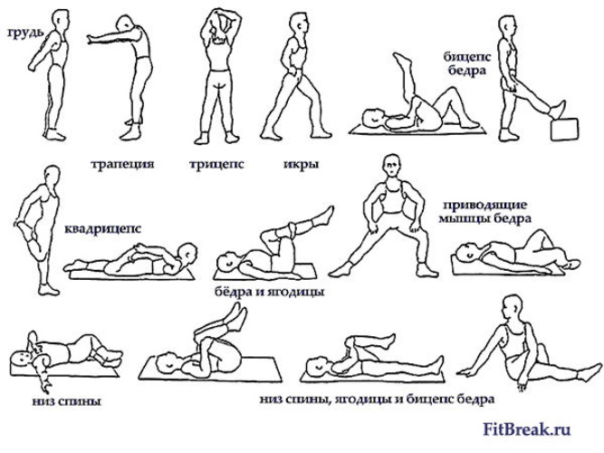 Разминка перед тренировкой: эффективный комплекс упражнений 
разминка перед тренировкой: эффективный комплекс упражнений