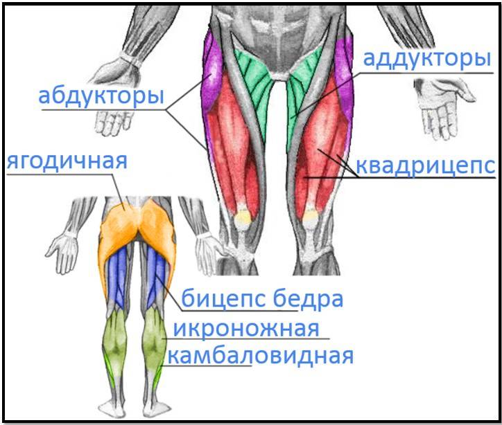 Четырехглавая мышца бедра: анатомия, функции, что такое и где находится квадрицепс