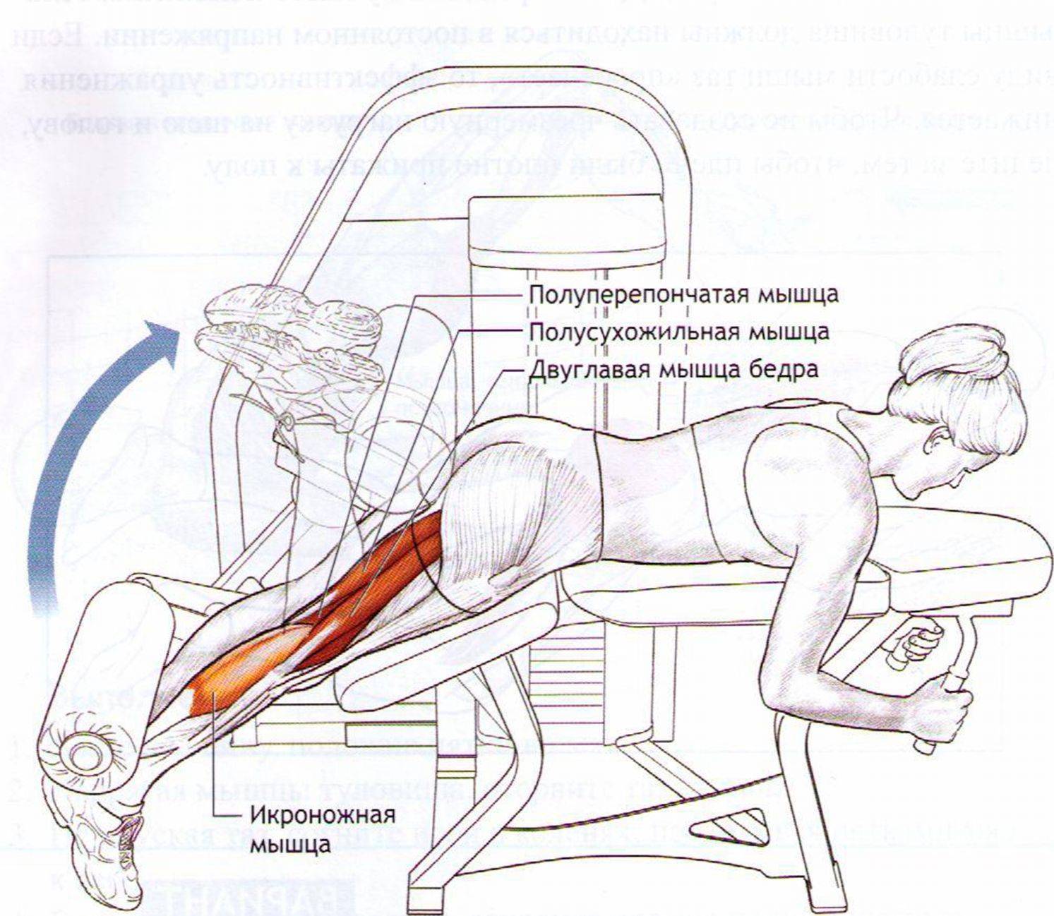 Разгибание ног сидя в тренажере на квадрицепс: техника выполнения | твой фитнес