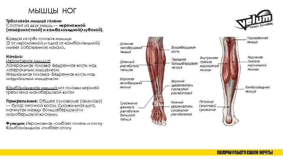 Биомеханика мышц параллельного и перистого типа
биомеханика мышц параллельного и перистого типа
