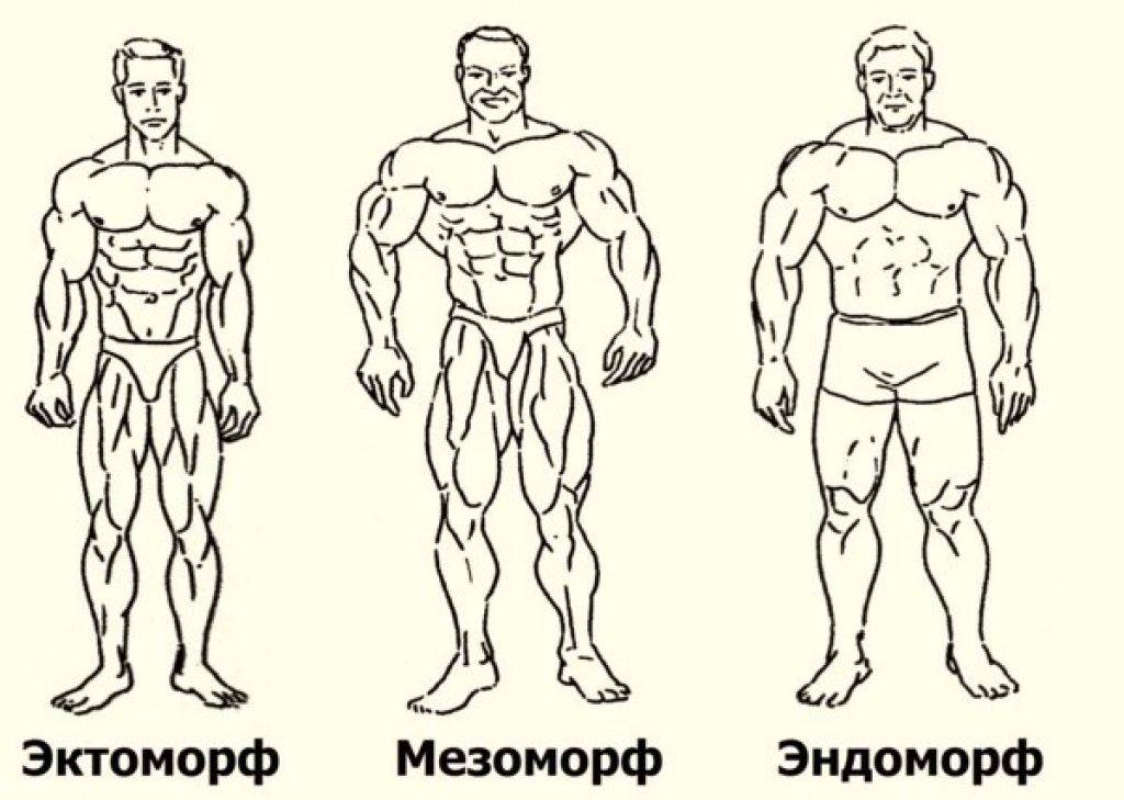 Эндоморф питание для похудения для мужчин. питание эндоморфа для похудения мужчины