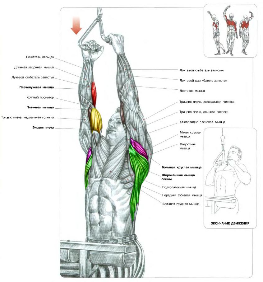 Для каких мышц полезны подтягивания?