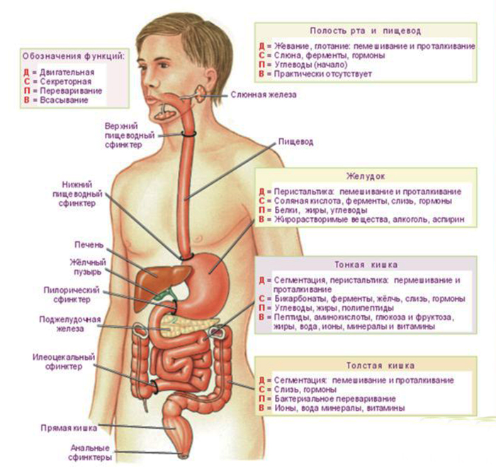 Мальабсорбция – синдром нарушенного всасывания кишечника