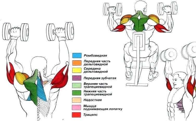 Армейский жим стоя: какие мышцы работают и техника выполнения | irksportmol.ru