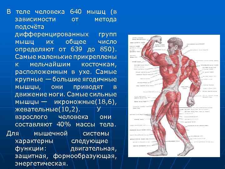 Самая сильная мышца у человека в теле: почему язык всех сильнее, а наиболее мощная – ягодичная мышца?