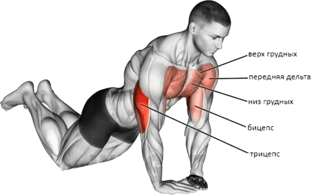 Отжимания: какие мышцы качаются, все виды отжиманий