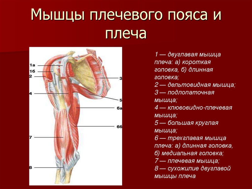 Анатомия мышц плеч. качаемся правильно.