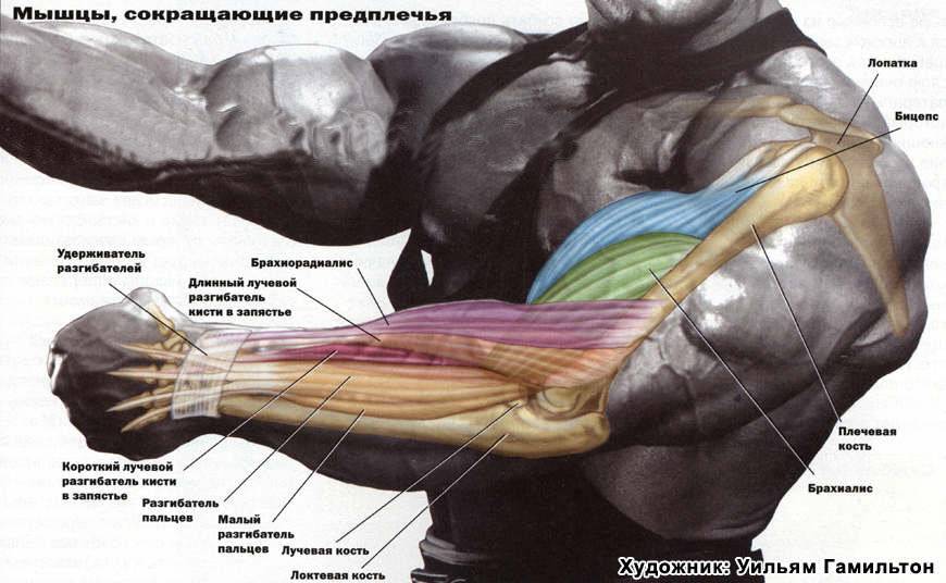 Мышца плечевая