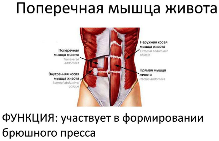 Анатомия стретчинга в картинках: упражнения для мышц корпуса